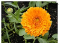 Calendula