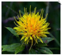 Safflower Flower